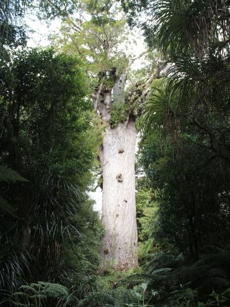 Exploring New Zealand's North Island - Tane Mahuta In Waipoua Native Forest