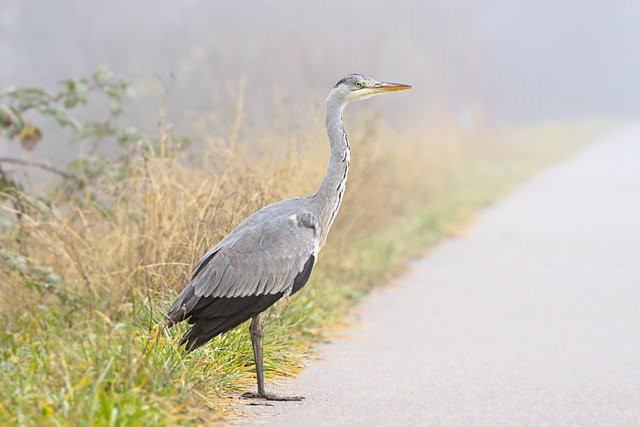 a bird on the road