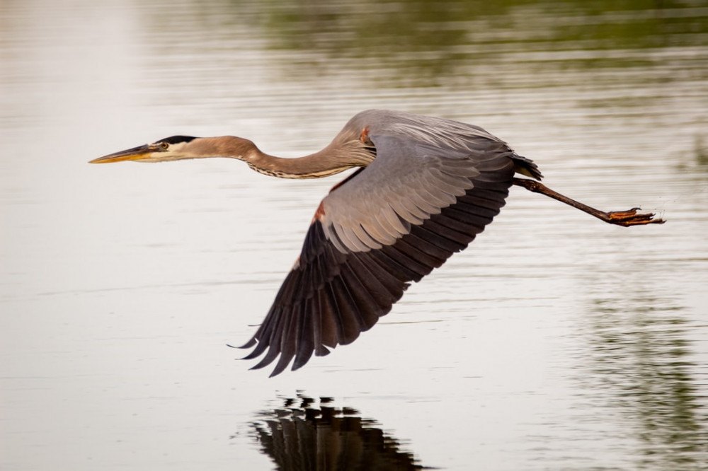 blue heron